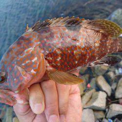 ゴロタで根魚狙い