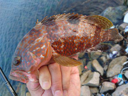 ゴロタで根魚狙い