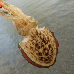 ２日間新子調査