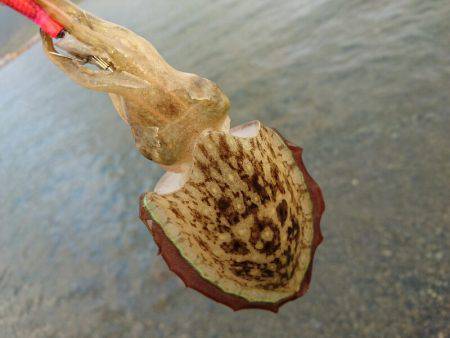 ２日間新子調査