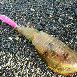 サーフエギング