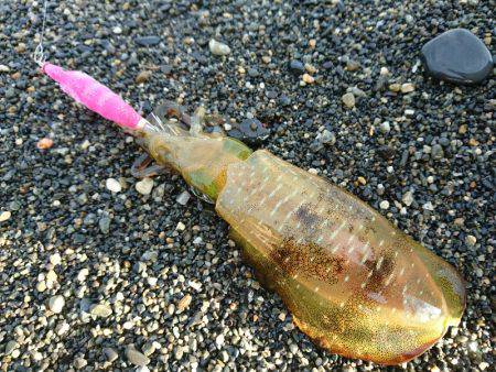 サーフエギング