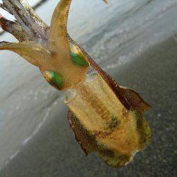 サーフの新子調査