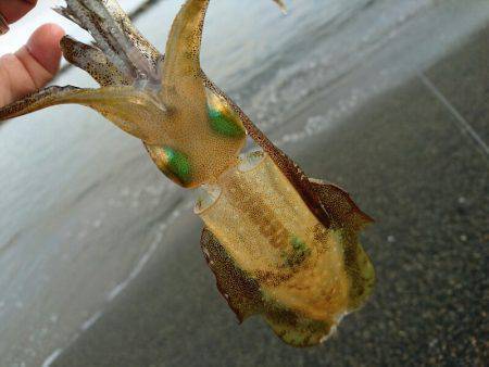 サーフの新子調査