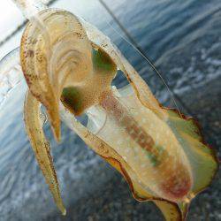 早朝サーフエギング