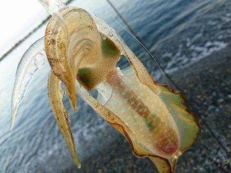 早朝サーフエギング