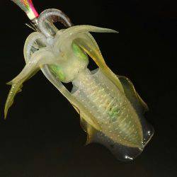 早朝サーフエギング