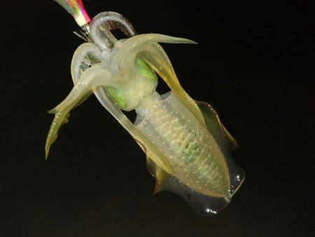 早朝サーフエギング