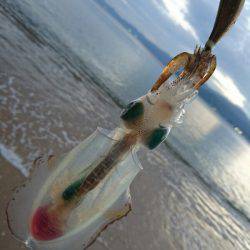 ８月最後のサーフエギング