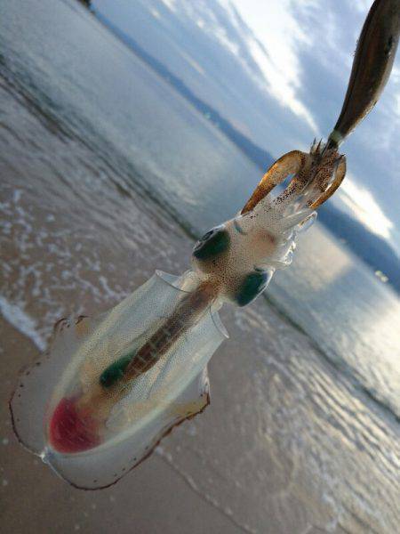 ８月最後のサーフエギング