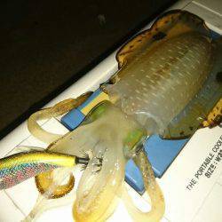 ９月最初のサーフエギング(￣ー￣)