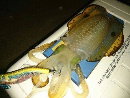 ９月最初のサーフエギング(￣ー￣)