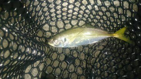 アジング釣行記