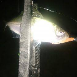 アジング釣行記