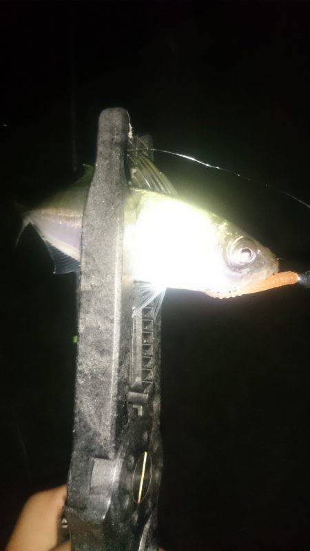 アジング釣行記