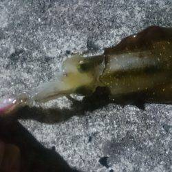 エギング釣行記