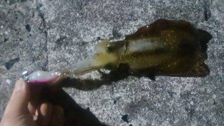 エギング釣行記