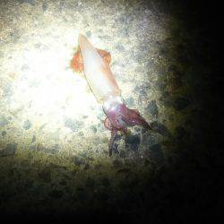 ケンサキ好調‼