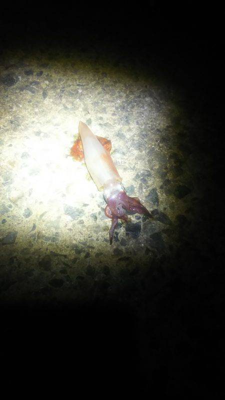 ケンサキ好調‼