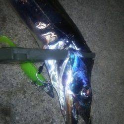 タチウオ連打！良型アジも！