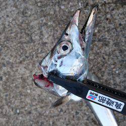 サーべリング調査