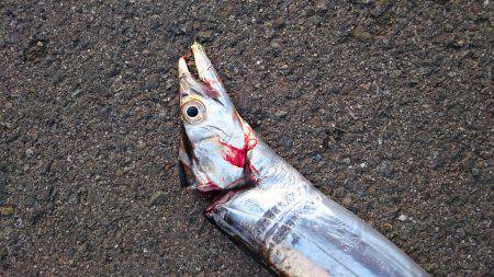 タチウオより人