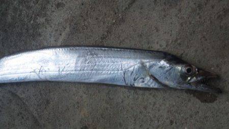 ワインドとジギング