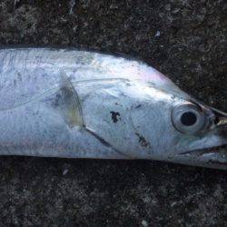 タチウオと底物！！