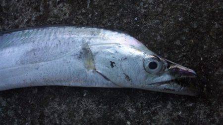 タチウオと底物！！