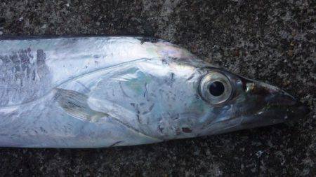 タチウオ釣り