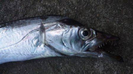 タチウオ釣り