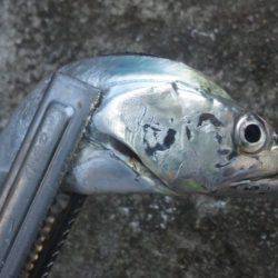 タチウオ釣り