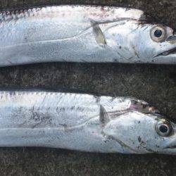 タチウオ釣り