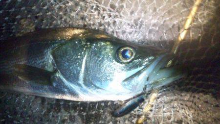 シーバス釣行