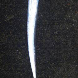 台風後のタイウオ調査