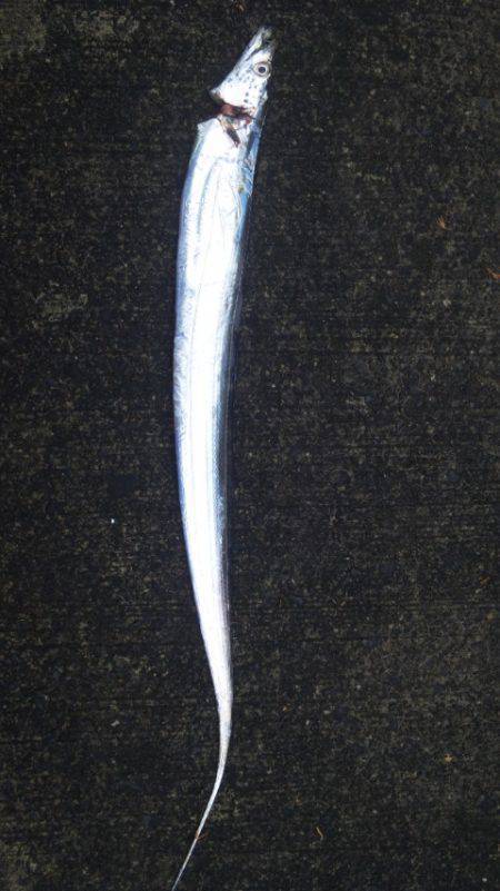 台風後のタイウオ調査