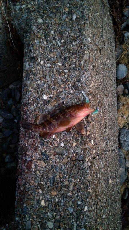 アコウとイイダコ