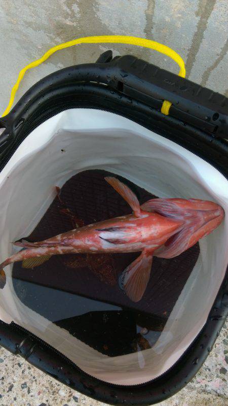 ロックとタコング