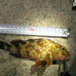 夕涼みがてらの根魚釣り