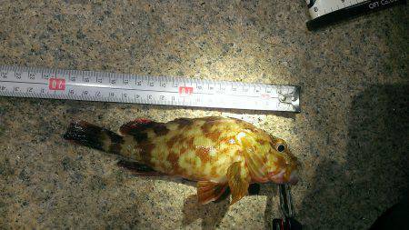 夕涼みがてらの根魚釣り