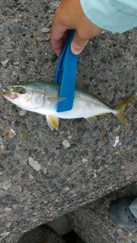 ２日連続のサゴシ