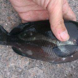 南芦屋浜石畳のウキ釣り