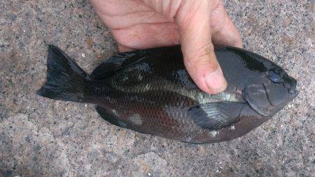 南芦屋浜石畳のウキ釣り