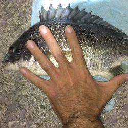 夕涼みにキビレ