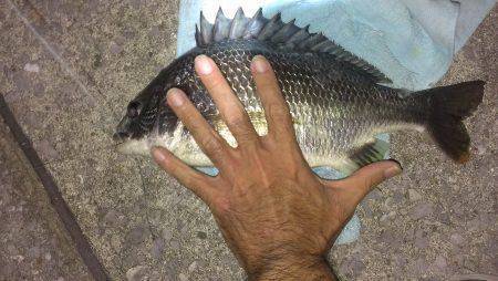 夕涼みにキビレ