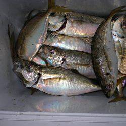 アジ、アジ時々ヒイラギ