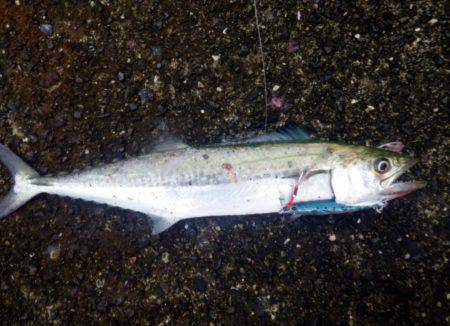 サゴシにツバスに小アジに・・・・・ナマコw…