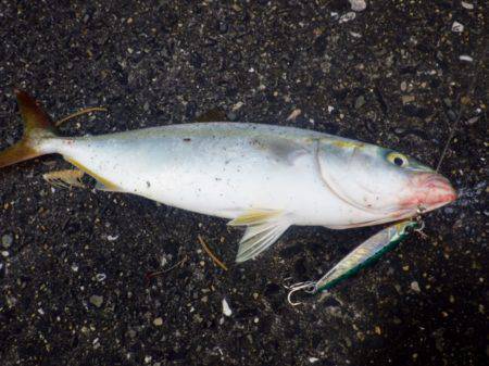 どうにかボウズは免れた・・・