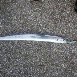 5日連続のショアジギ