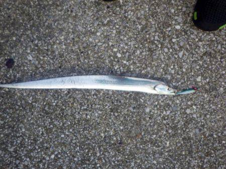 5日連続のショアジギ